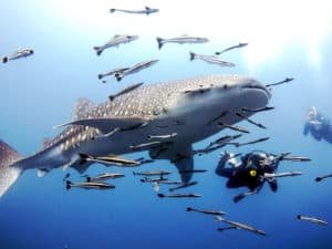 Sail Rock with whale sharks