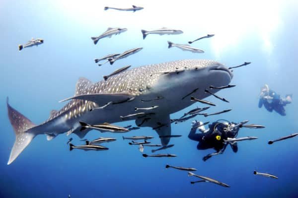 Sail Rock with whale sharks