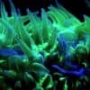 fluorescent diving
