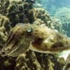 reef cuttle fish