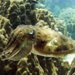 reef cuttle fish