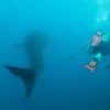 whale shark sail rock
